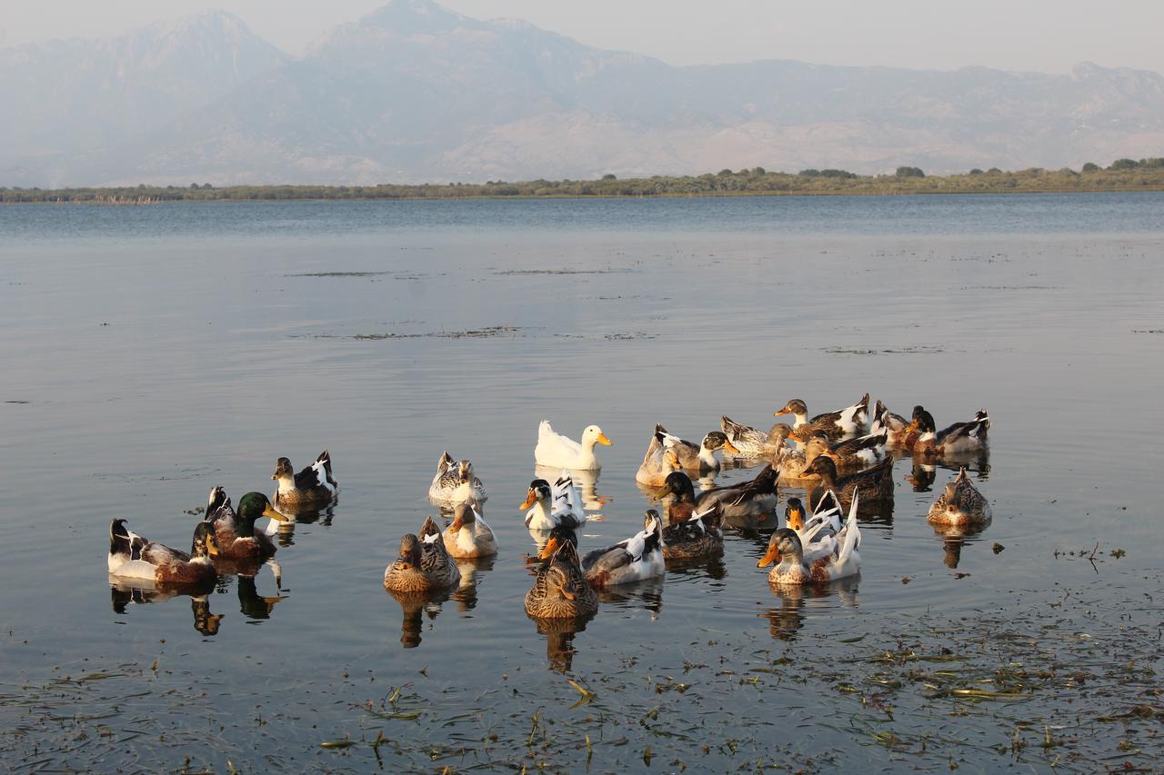 Hotel Shkodra Lake Široka Dış mekan fotoğraf